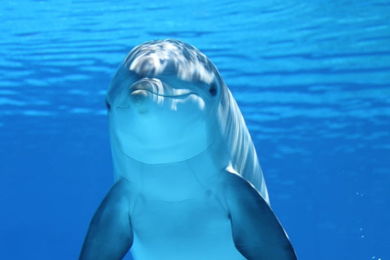 Marine Life Exploration