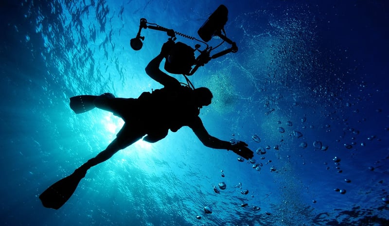 marine life